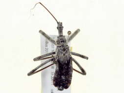 Image of Wheel Bug