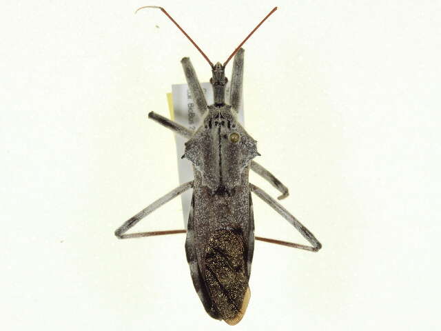 Image of Wheel Bug