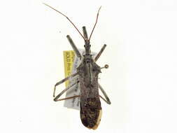 Image of Wheel Bug