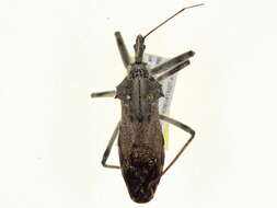 Image of Wheel Bug