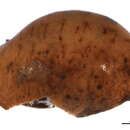 Image of Myzolecaniinae