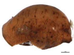 Image of Myzolecaniinae