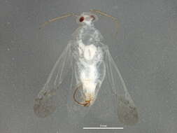 Image of Phymatopsallus tuberculatus (Van Duzee 1923)