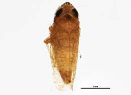 Image of <i>Scaphytopius xanthanus</i>