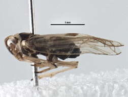 Image of Delphacodes