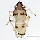 Image of <i>Megamelus davisus</i>