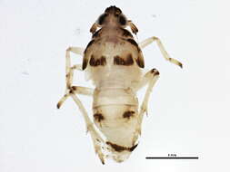 Image of <i>Megamelus davisus</i>