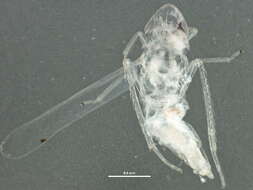 Image of Typhlocybinae