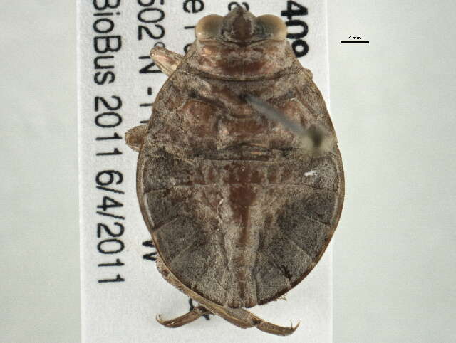 Image of Nepoidea Latreille 1802