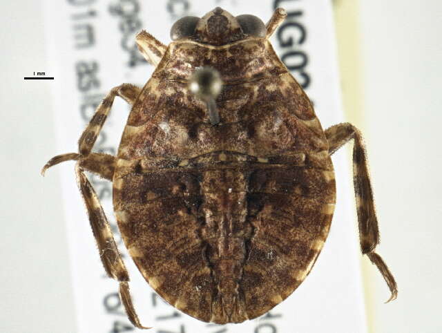 Image of giant water bugs