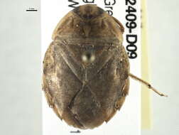 Image of Naucoroidea Leach 1815