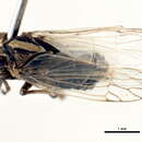 Image of Peltonotellus