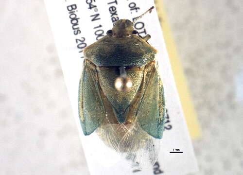 Image of Stink bug