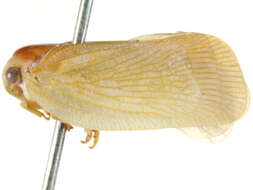 Image of Flatormenis saucia Van Duzee 1912