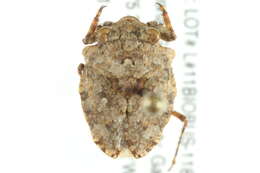 Image of Gelastocoris