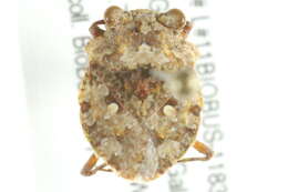 Image of Gelastocoris