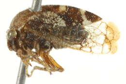 Image of treehoppers