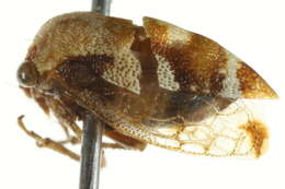 Image of treehoppers