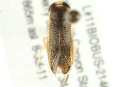 Image of Corixinae Leach 1815