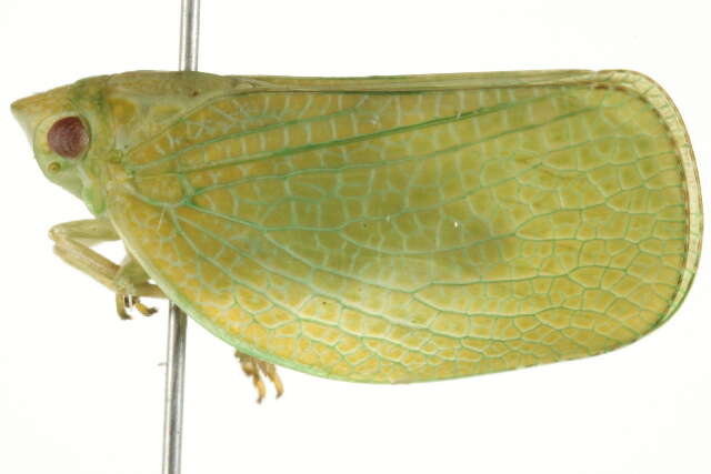 Image of Green Coneheaded Planthopper