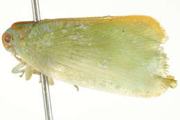 Image of Palm Flatid Planthopper
