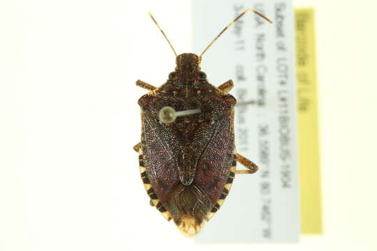 صورة <i>Halyomorpha halys</i>