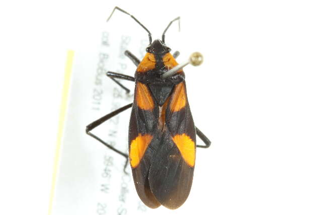 Image de Oncopeltus sexmaculata