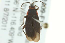 Image of Melacoryphus rubicollis (Uhler & P. R. 1894)