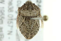 Image of Phimodera binotata (Say 1824)