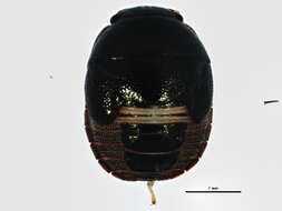 Image of ebony bugs