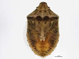 Image of Cyptocephala antiguensis (Westwood 1837)