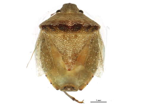 Image of Cyptocephala antiguensis (Westwood 1837)