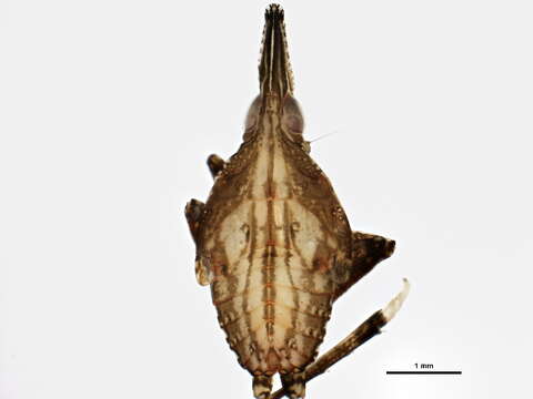 Image of Rhynchomitra microrhina (Walker 1851)