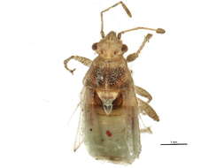 Image of Arhyssus lateralis (Say 1825)