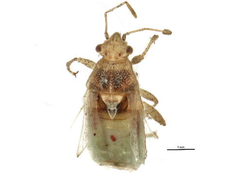 Image of Arhyssus lateralis (Say 1825)