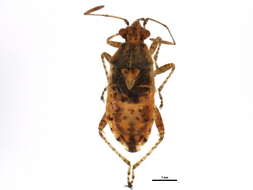 Image of Arhyssus lateralis (Say 1825)