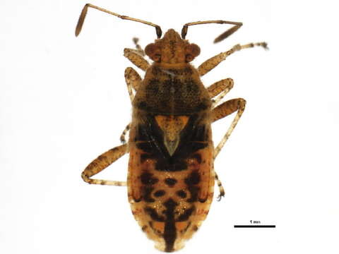 Image of Arhyssus lateralis (Say 1825)