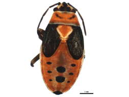 Image of Lygaeus