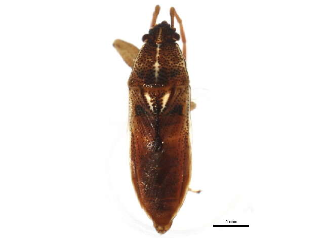 Image of Oedancala dorsalis (Say & T. 1831)