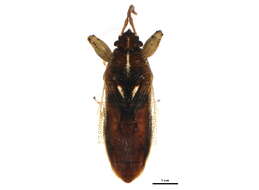 Image of Oedancala dorsalis (Say & T. 1831)