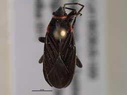 Image of Melacoryphus rubicollis (Uhler & P. R. 1894)