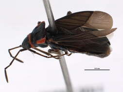 Image of Melacoryphus rubicollis (Uhler & P. R. 1894)