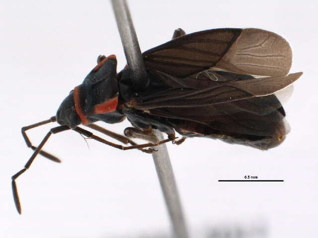 Image of Melacoryphus rubicollis (Uhler & P. R. 1894)