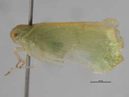 Image of Palm Flatid Planthopper