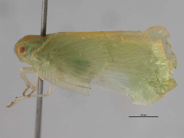 Image of Palm Flatid Planthopper