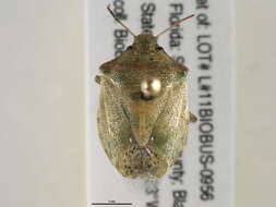 Image of Red-shouldered Stink Bug