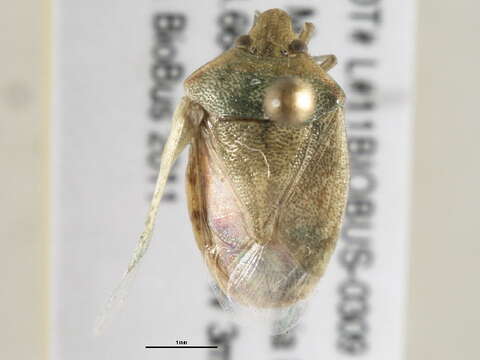 Image of Red-shouldered Stink Bug