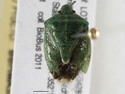 Image of Juniper Stink Bug