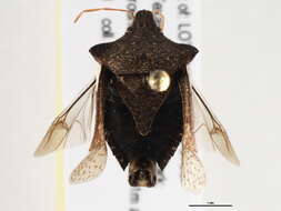 Image of Euschistus (Euschistus) tristigmus tristigmus Say 1832