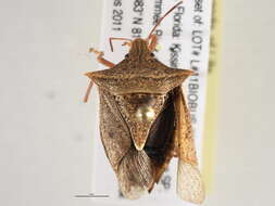 Image of Euschistus (Euschistus) ictericus (Linnaeus 1763)